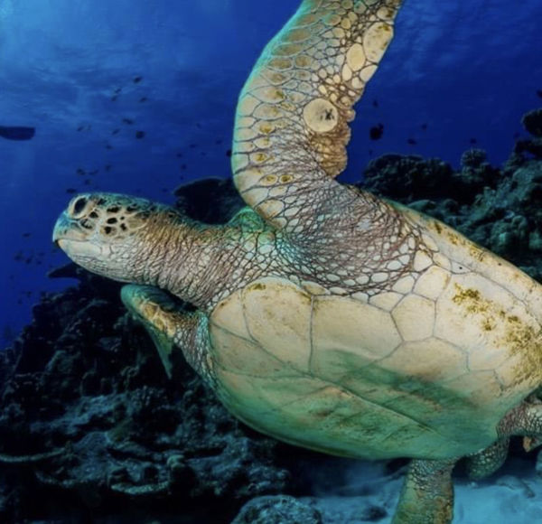 Cocos Keeling Islands